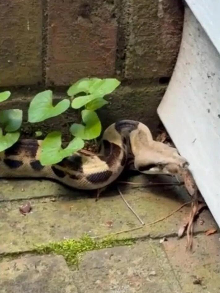 Snake Surprise at the McDonald’s Window