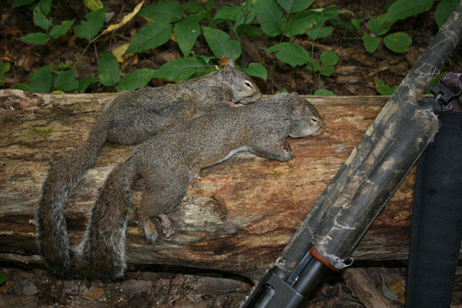 Any luck squirrel hunting in summer?