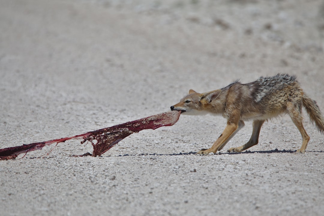 Best bait combos for smarter coyotes