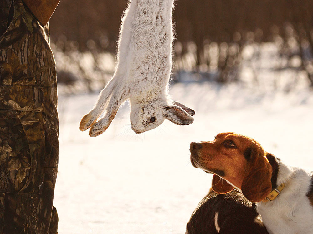 Best rabbit hunting dogs beyond beagles 🐕🐇