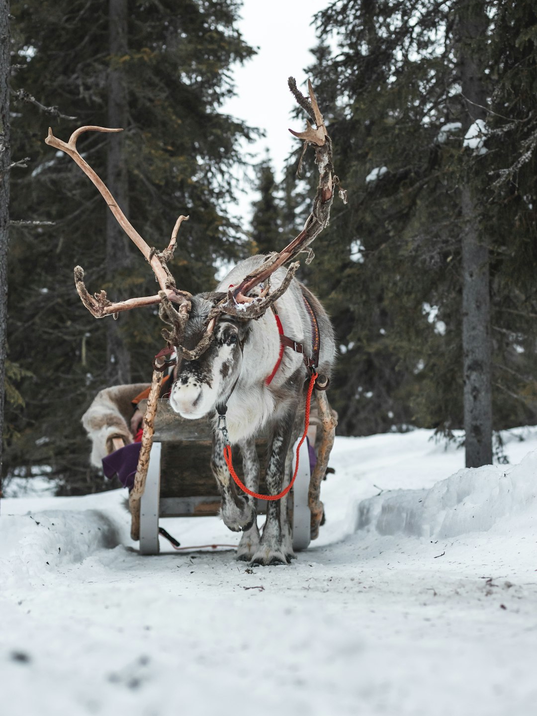 Reindeer Spirits and Steel Giants: Sámi Stories Take Over Tate Modern