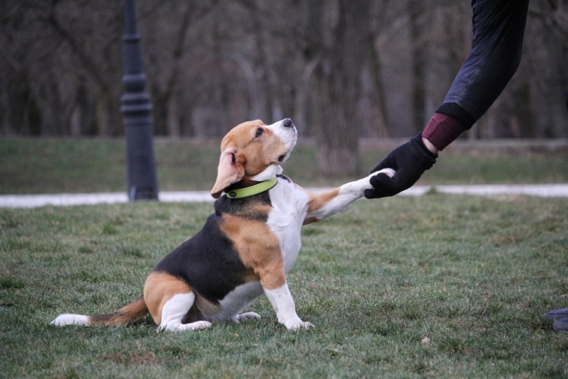 How I started training my beagle to hunt