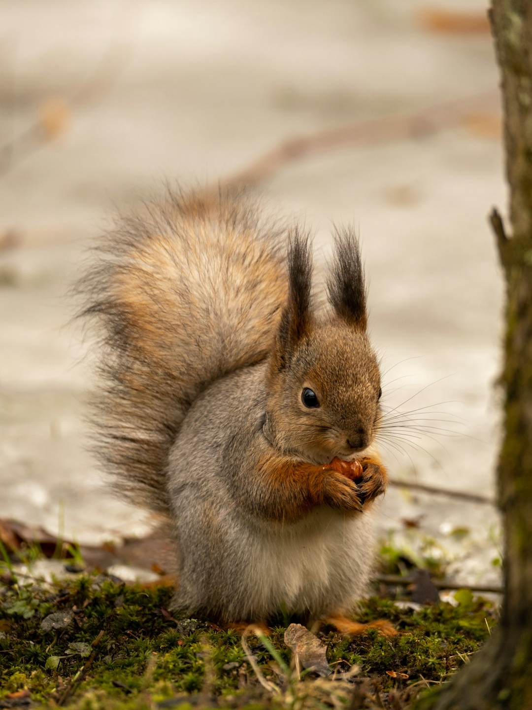 🐿️ Best time to chase squirrels in summer?