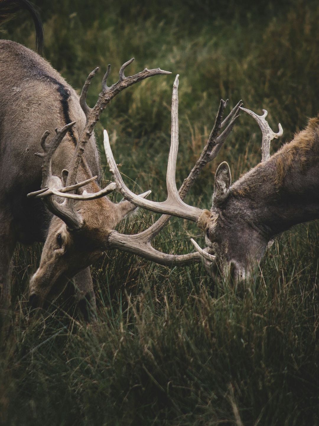 🌱 Why hunting actually helps the planet