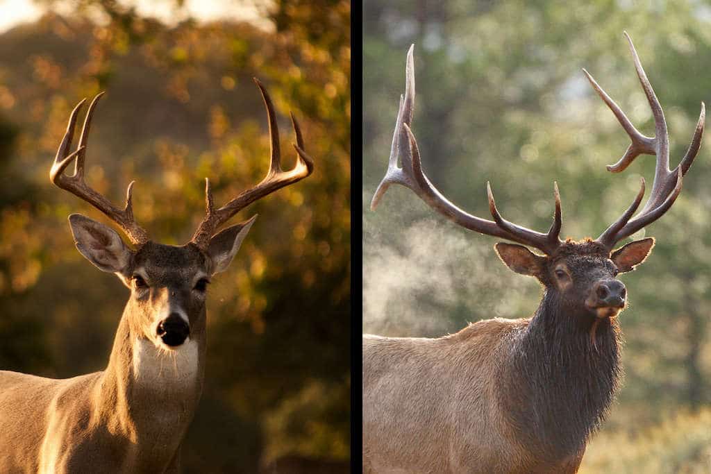 Why are deer antlers worth so much? 