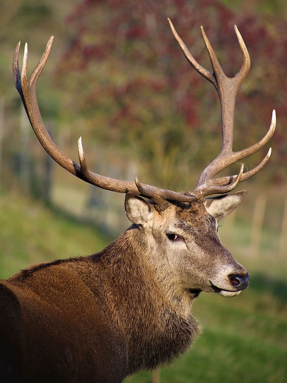 Why are deer antlers worth so much? 