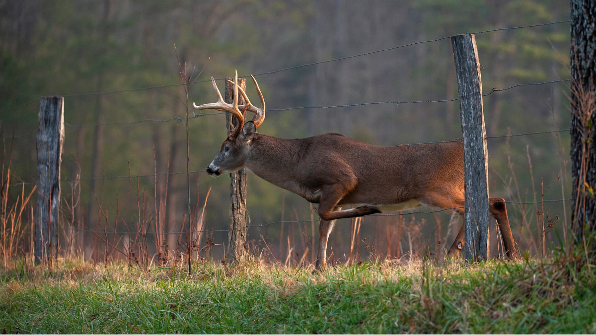 🦌 First year hunting in SC- here's my plan