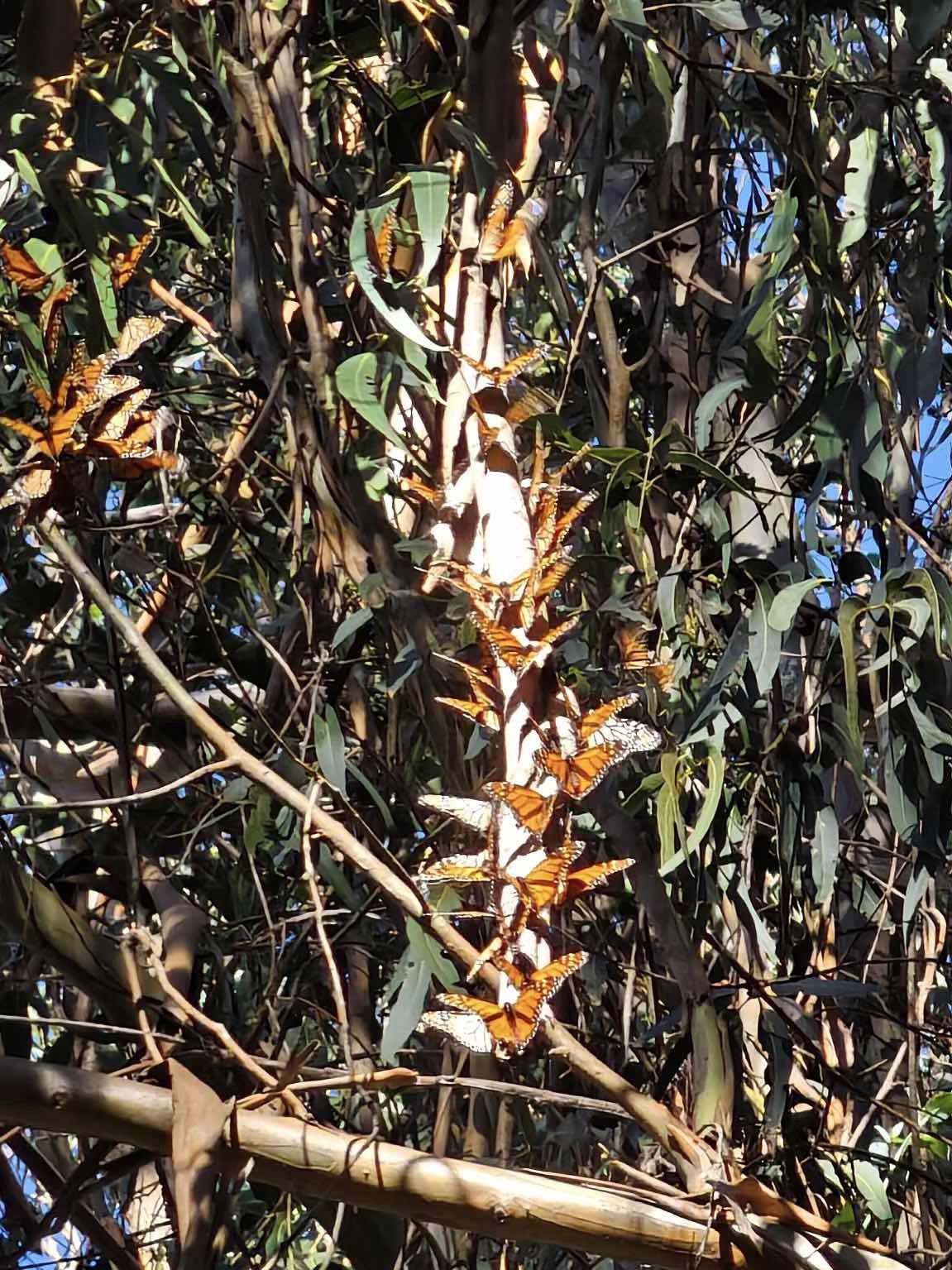 🦋 Monarch Butterfly Nature Preserve 🦋