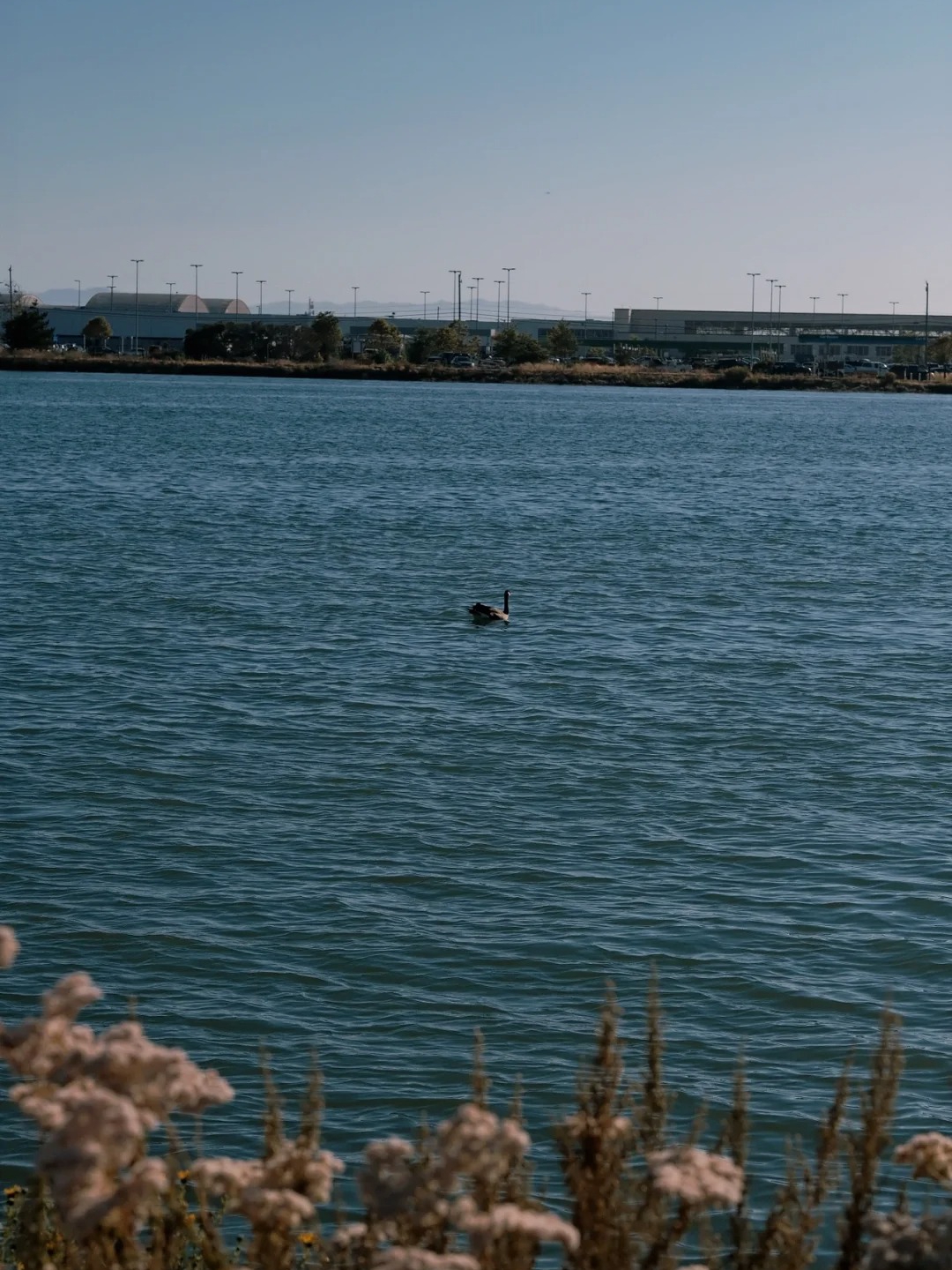 Discover Hidden Wetland Hiking Trails in the Bay Area 