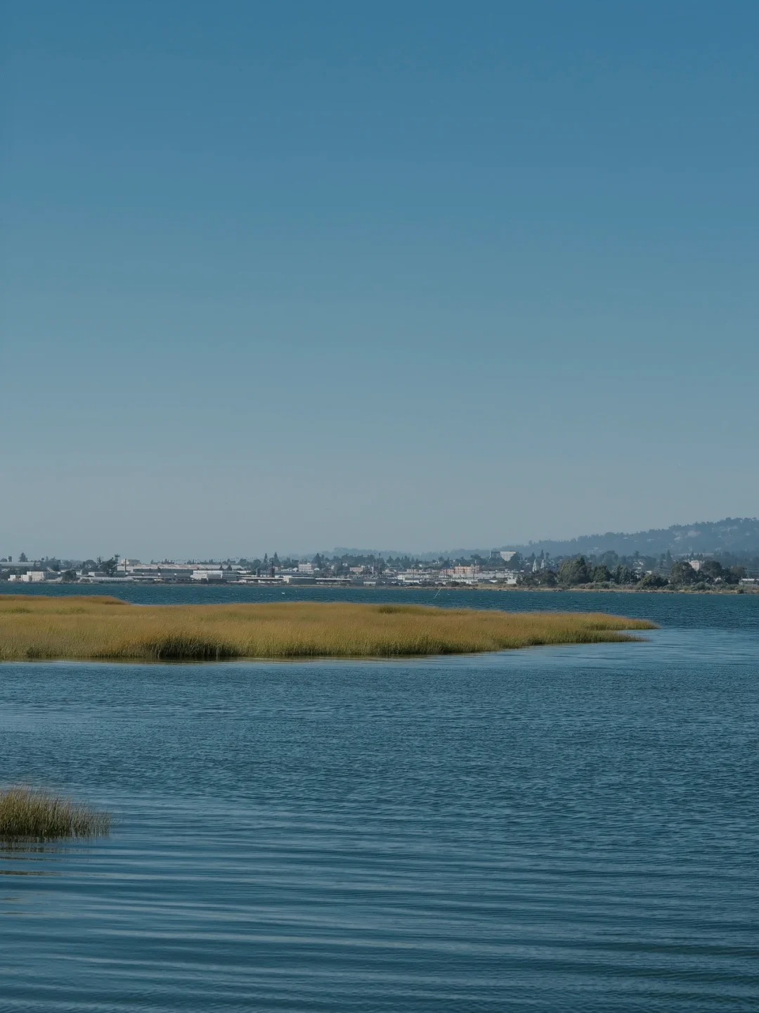 Discover Hidden Wetland Hiking Trails in the Bay Area 