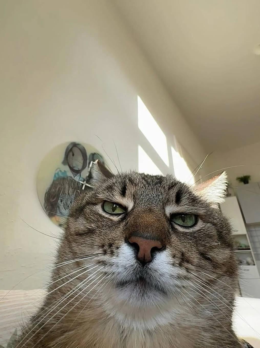 My cat's been taking parent selfies for years