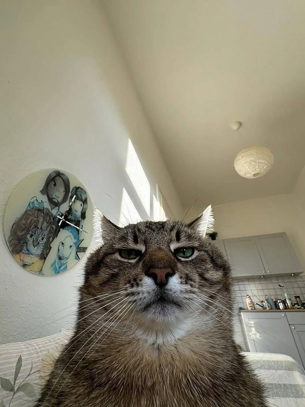 My cat's been taking parent selfies for years