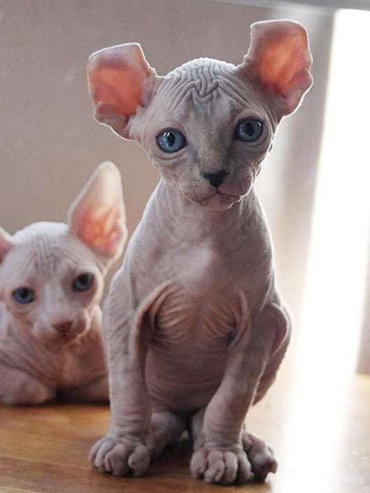My cat looks like an alien (and I love it)