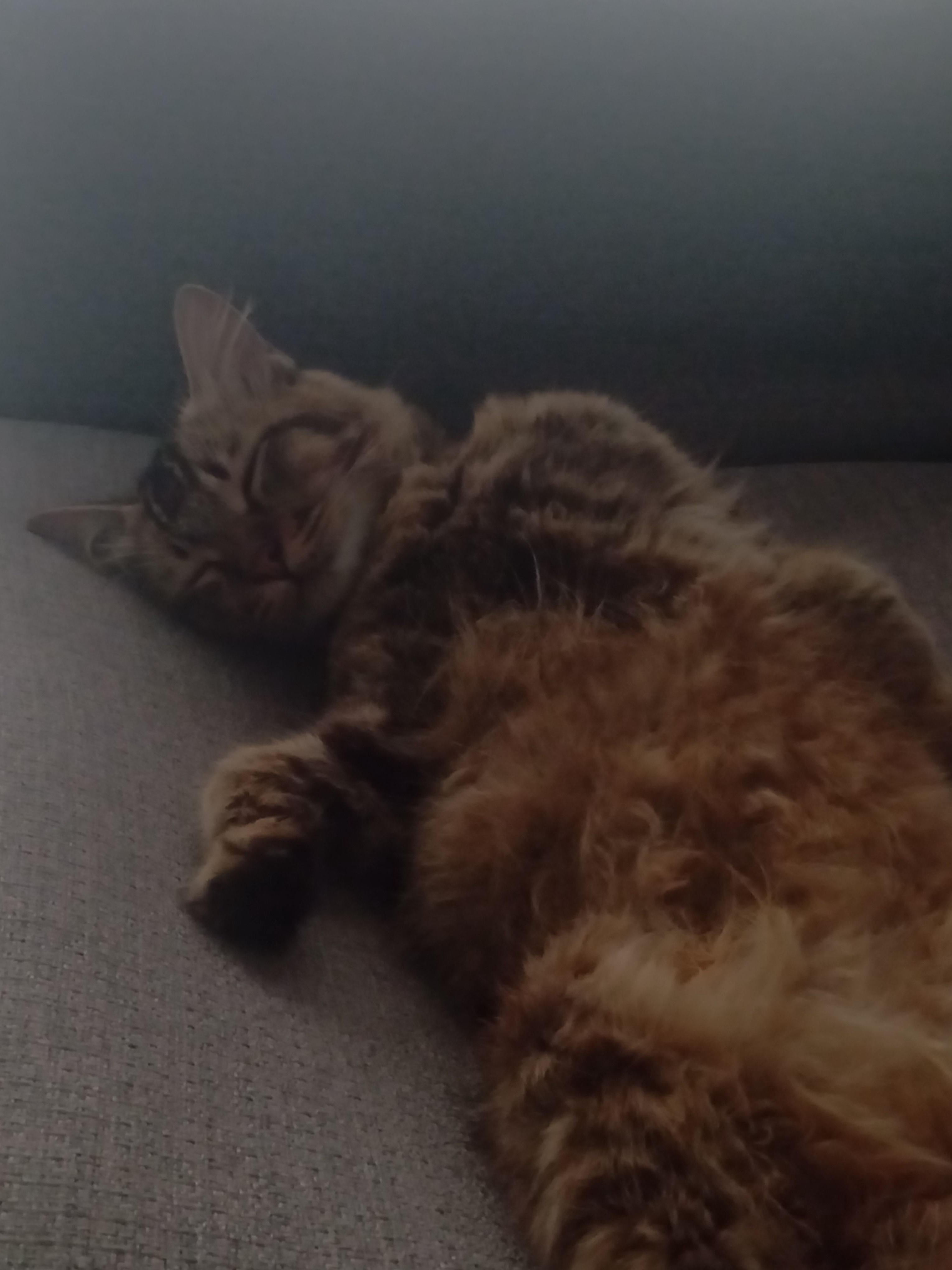 Cat Physics: How 8lbs Becomes 3 Feet Long