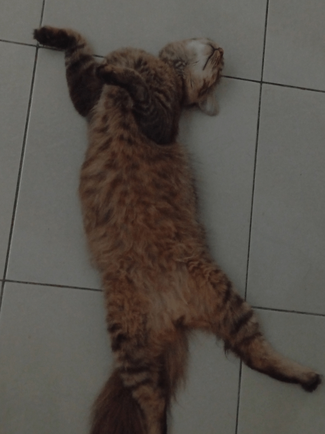Cat Physics: How 8lbs Becomes 3 Feet Long