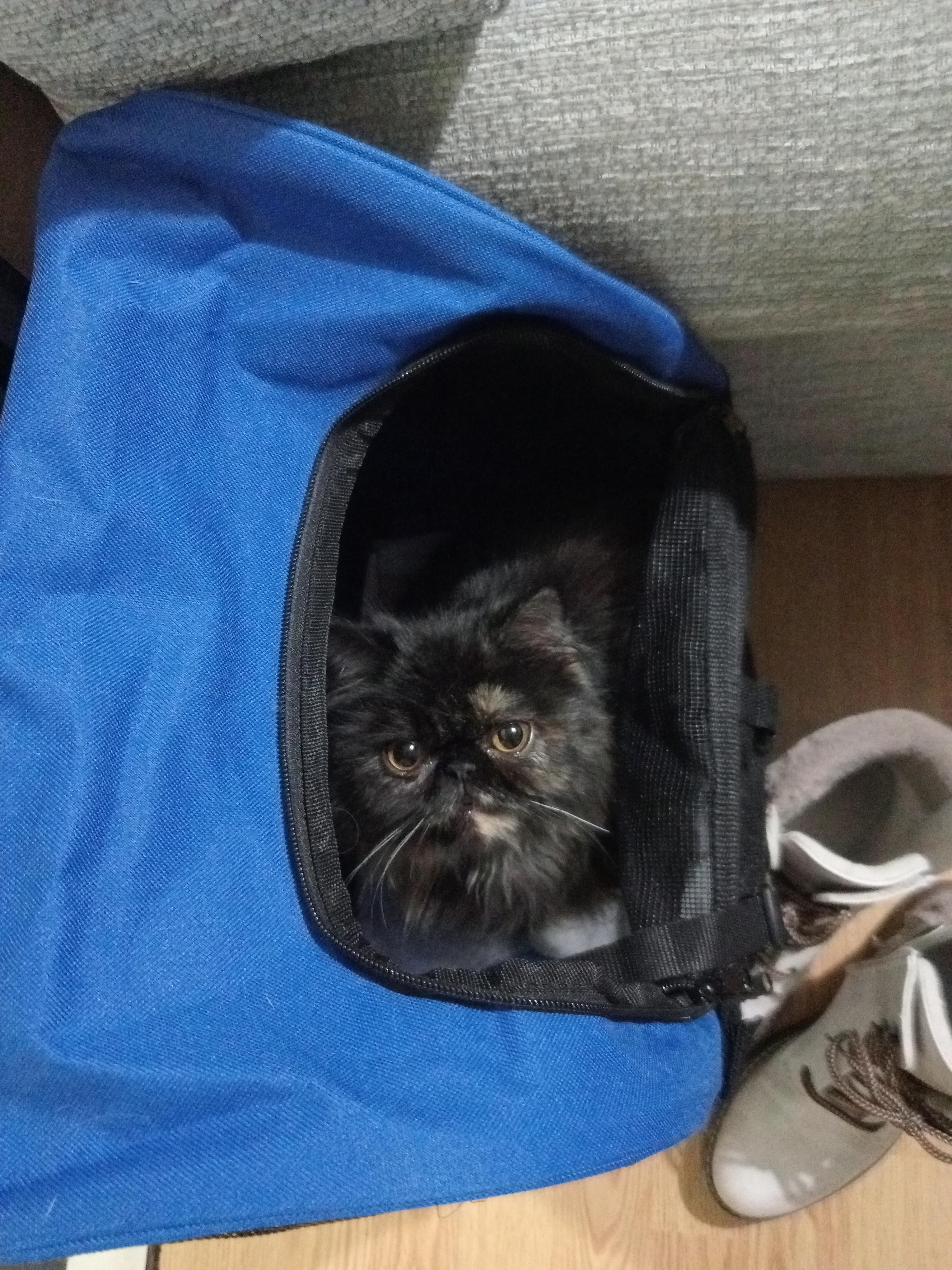 My cat's eyes are driving me insane