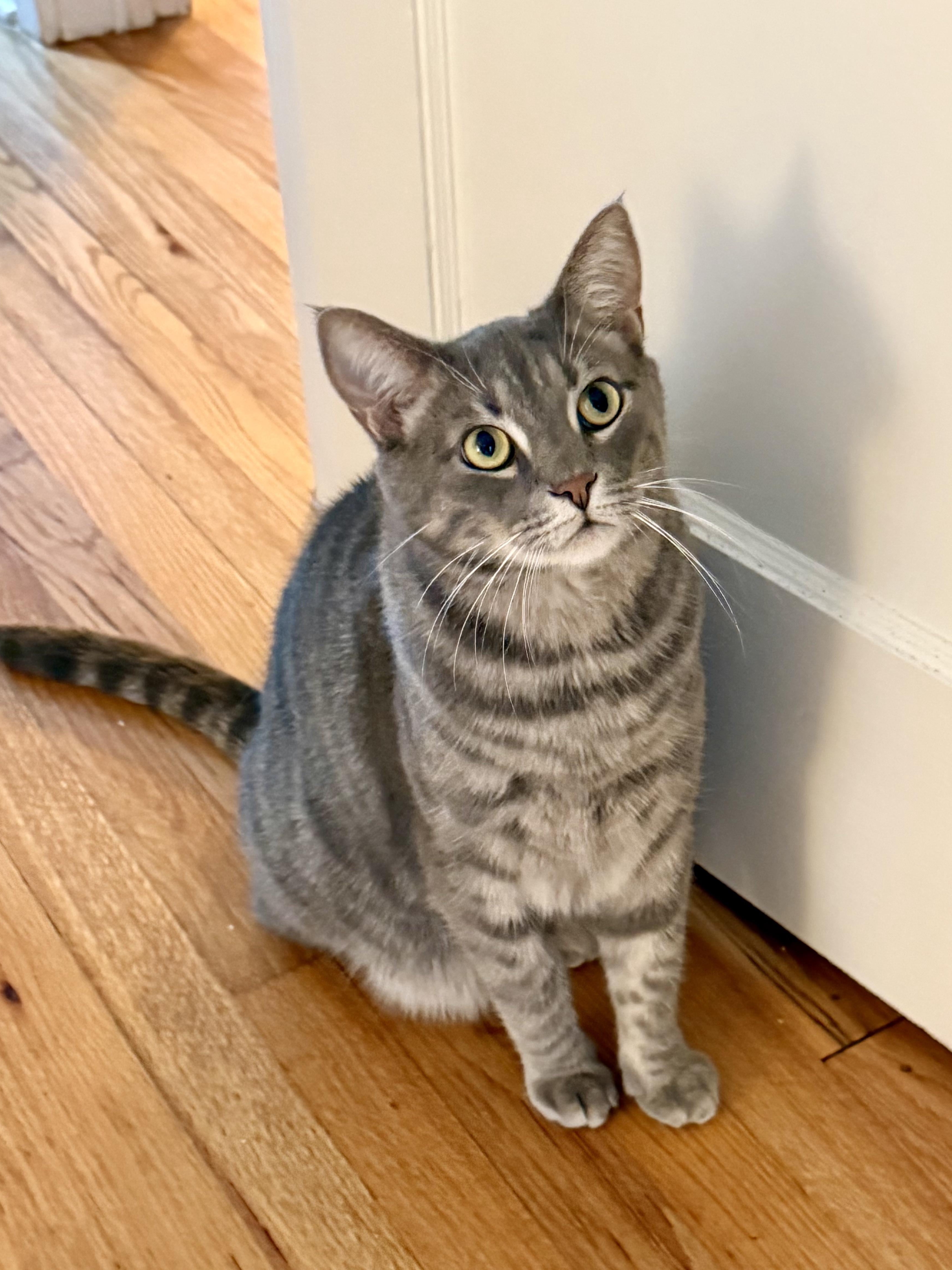 Babysitting My Parents’ Chaos Cats
