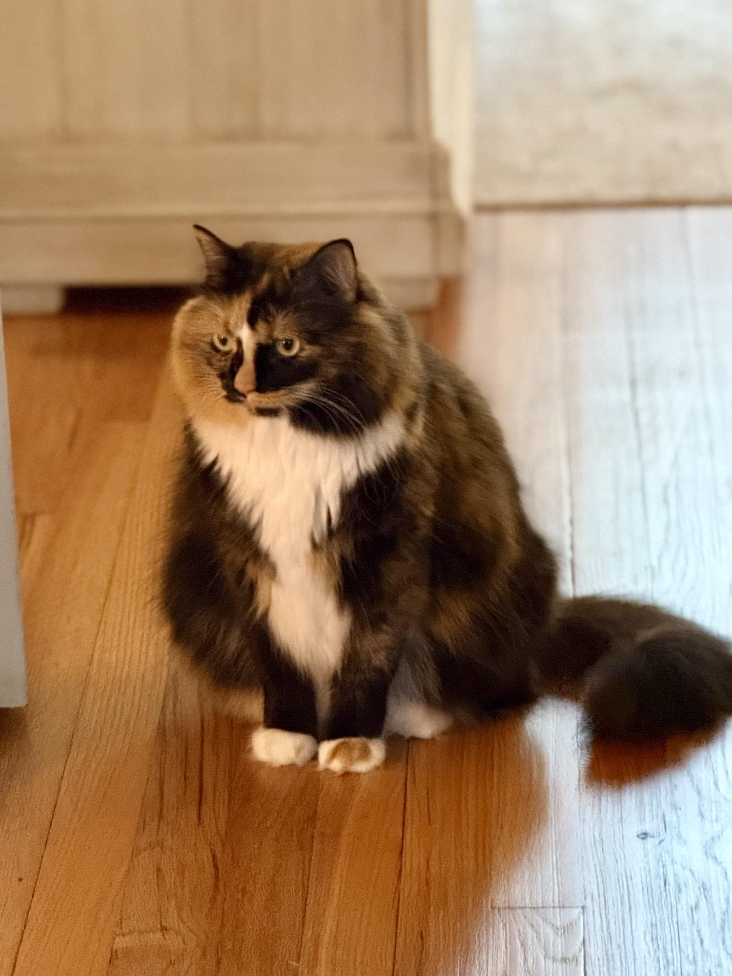 Babysitting My Parents’ Chaos Cats