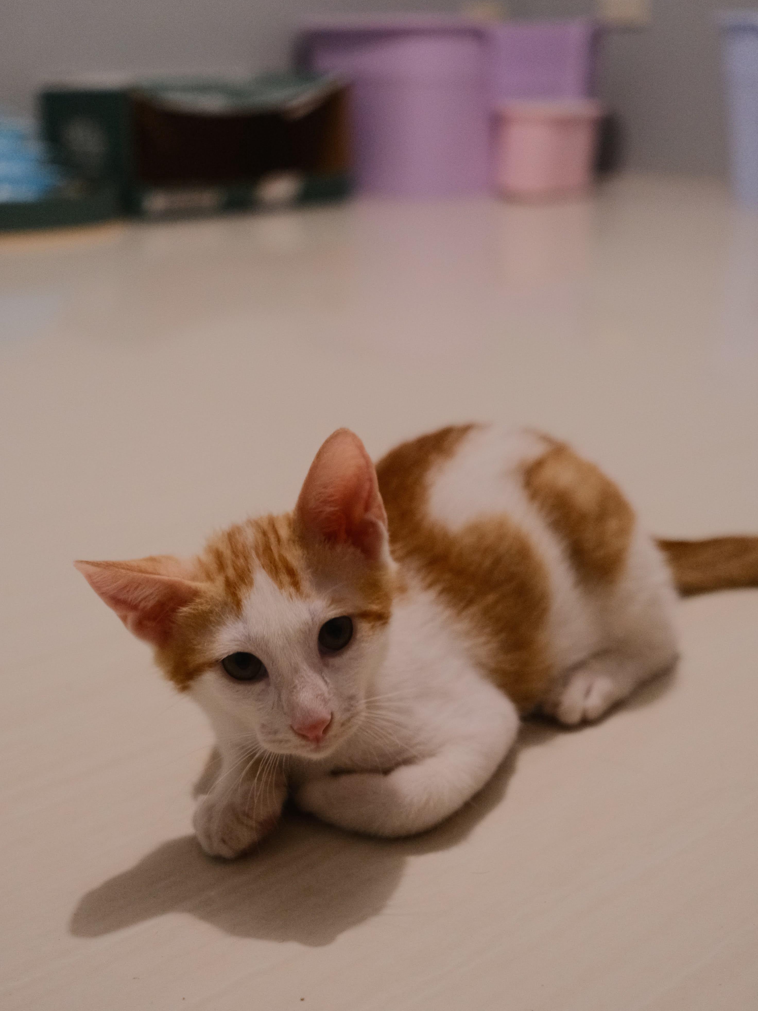 How I Became the Accidental Cat Magnet