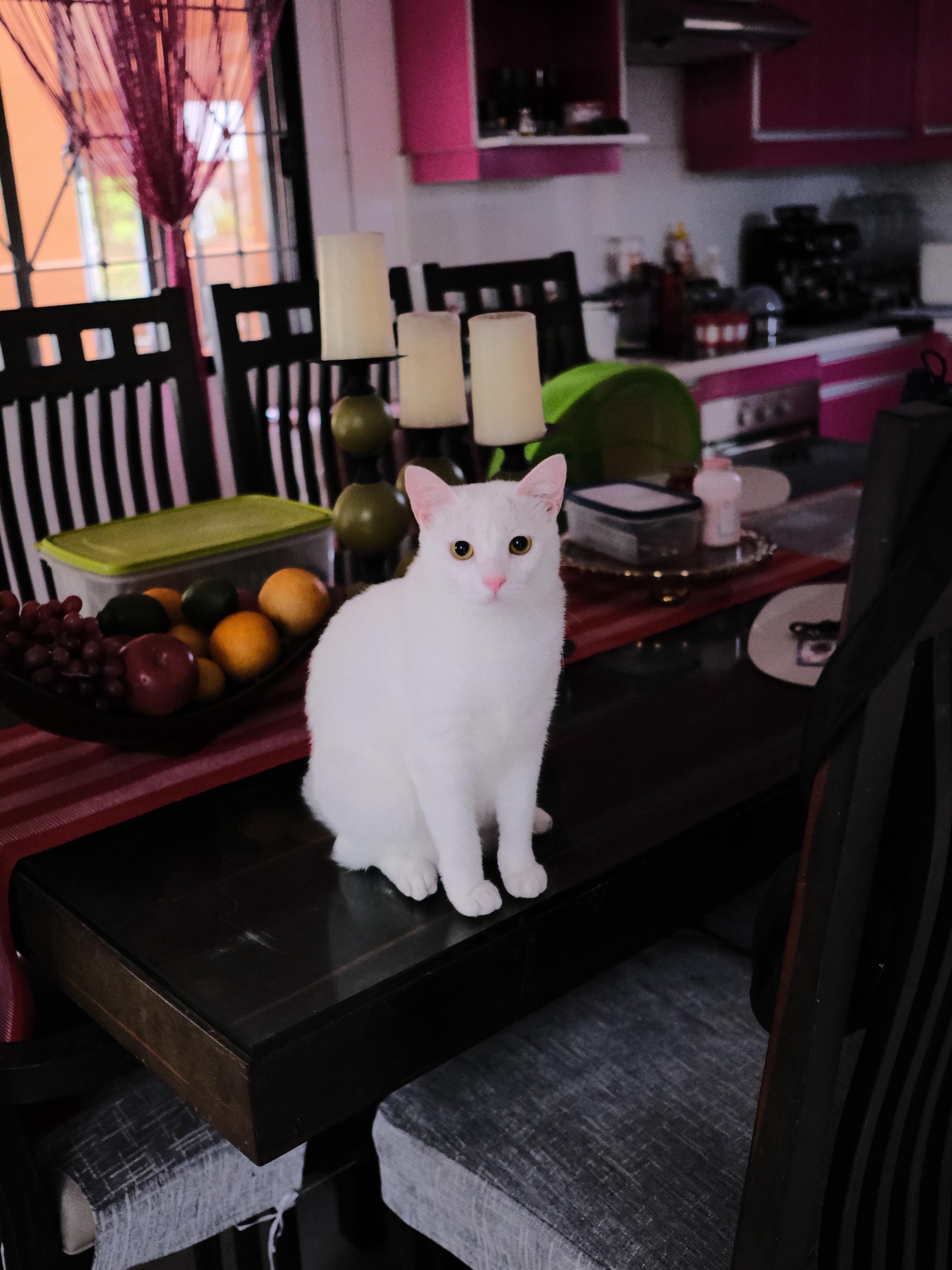 How I Became the Accidental Cat Magnet