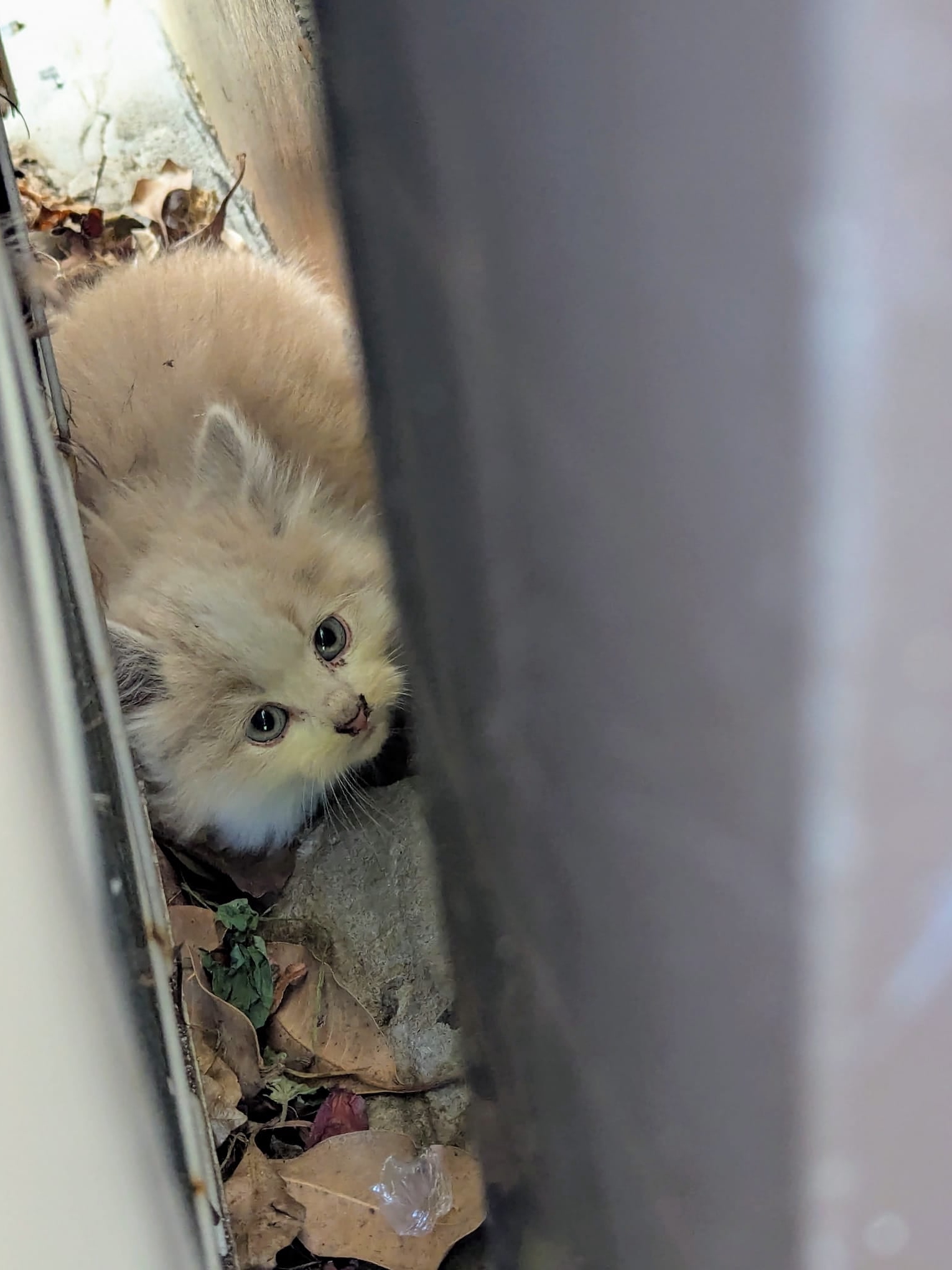 We Accidentally Adopted a Feral Roommate