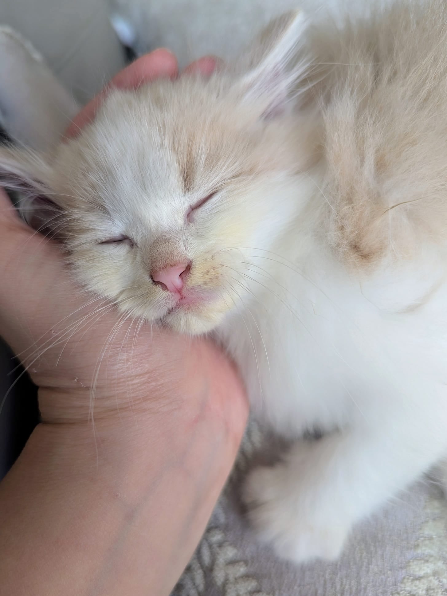 We Accidentally Adopted a Feral Roommate