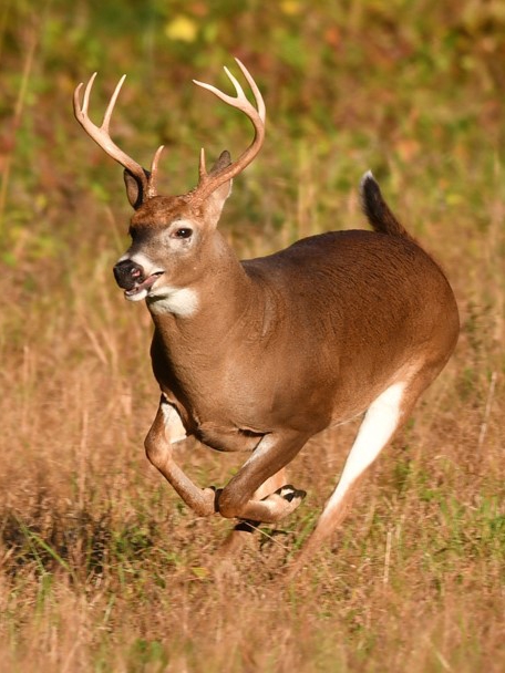 When do you start scouting whitetails? 🦌