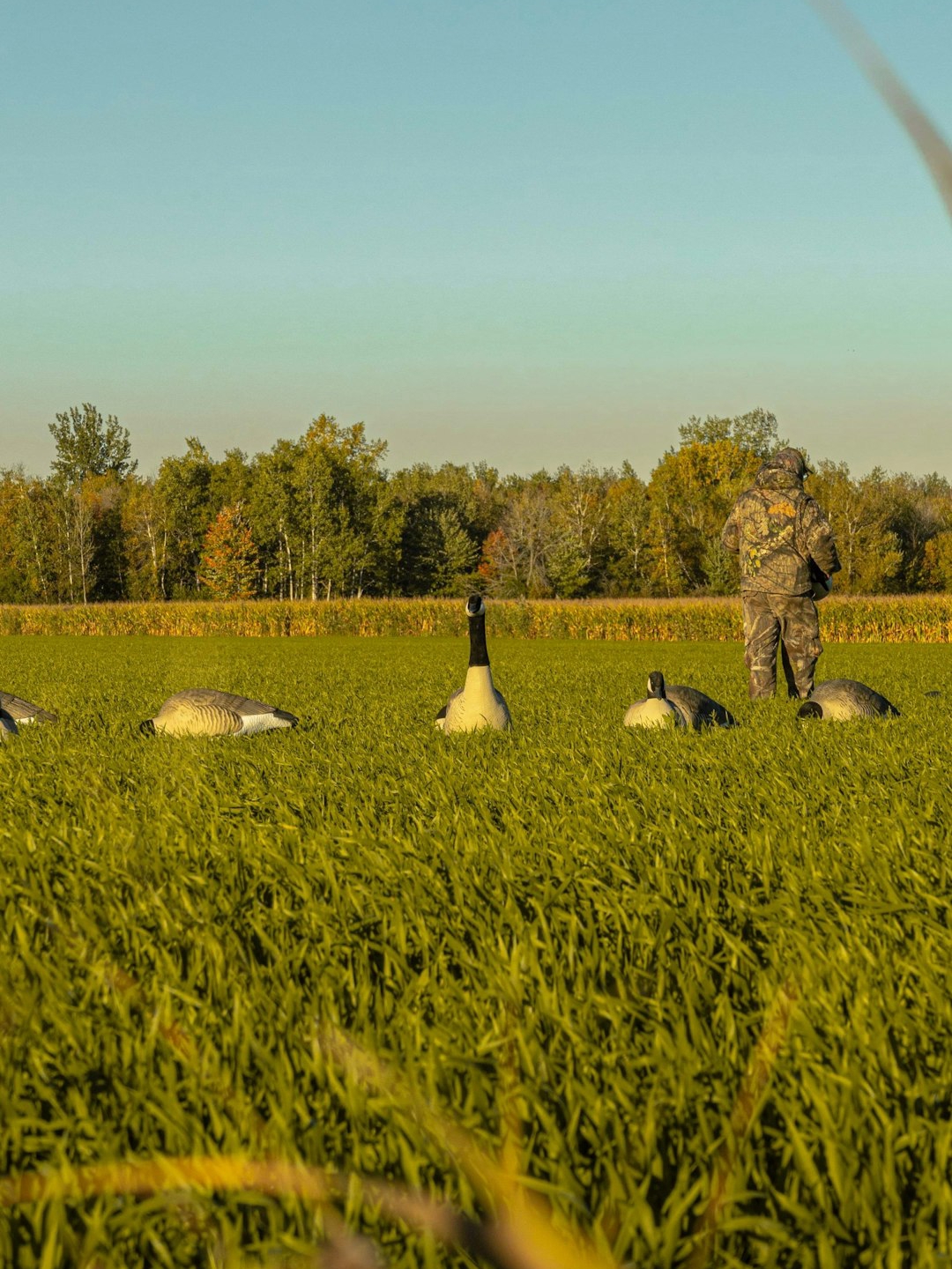 Why hunters love animals more than you think 🏹