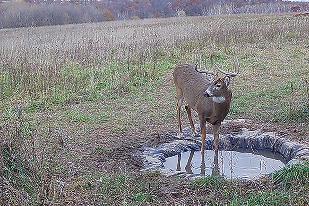 My DIY Deer Watering Hole Tripled Buck Traffic!