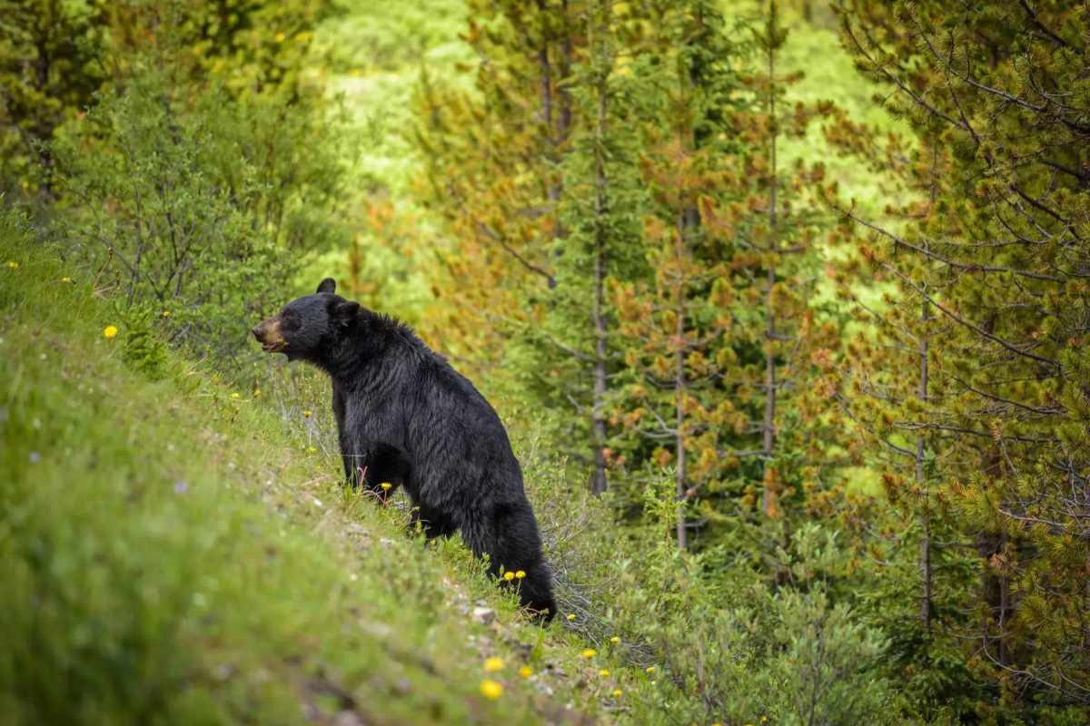 What do you hunt in the off-season?