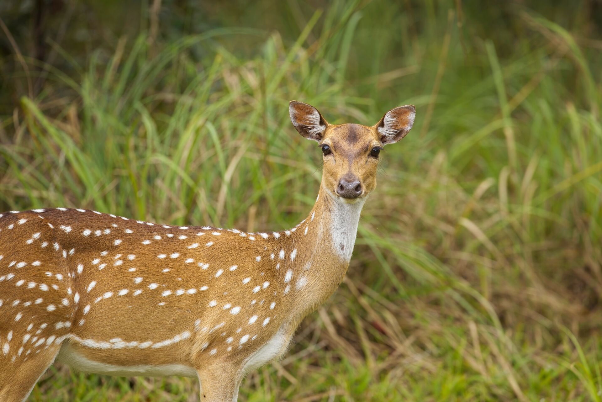 When’s best to hunt axis deer in texas?