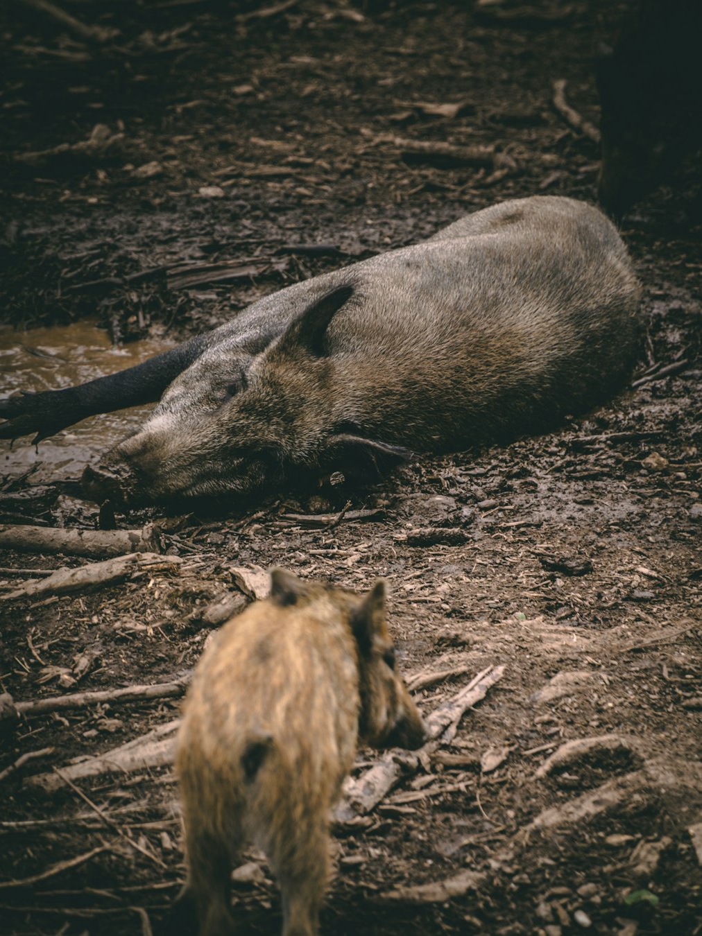 Wild Hog Hunters: What's your weapon?🐗