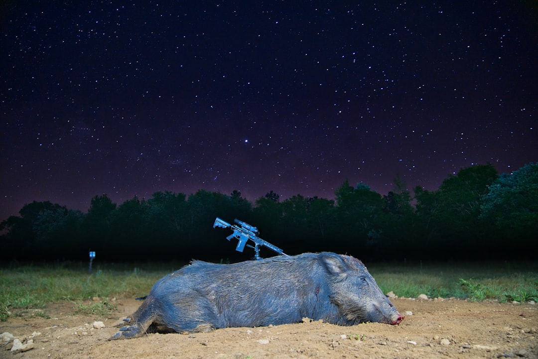 I tried every hog hunting method this year 🐗