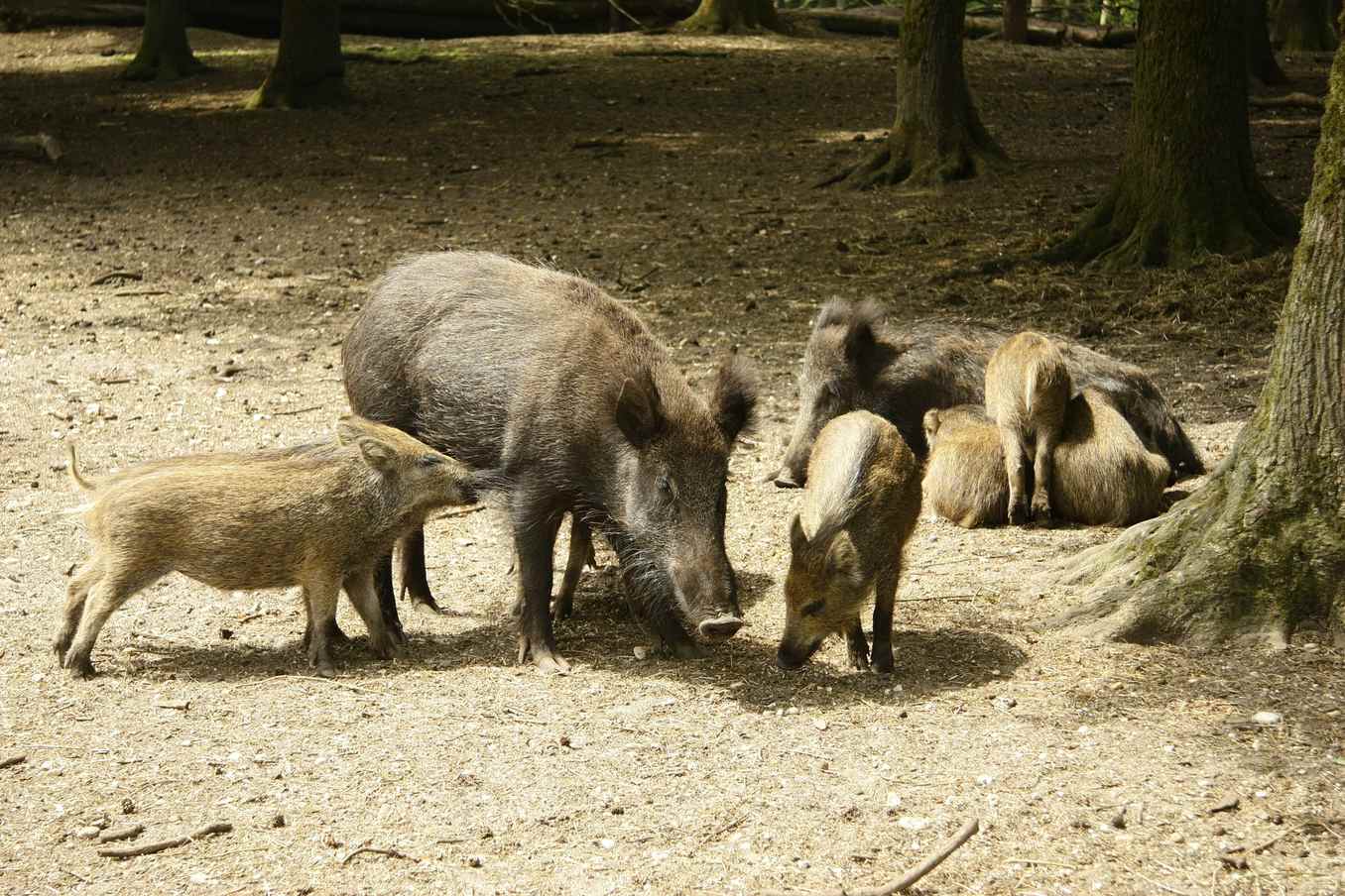 Hog behavior tips: hunt smarter, not harder 🐗