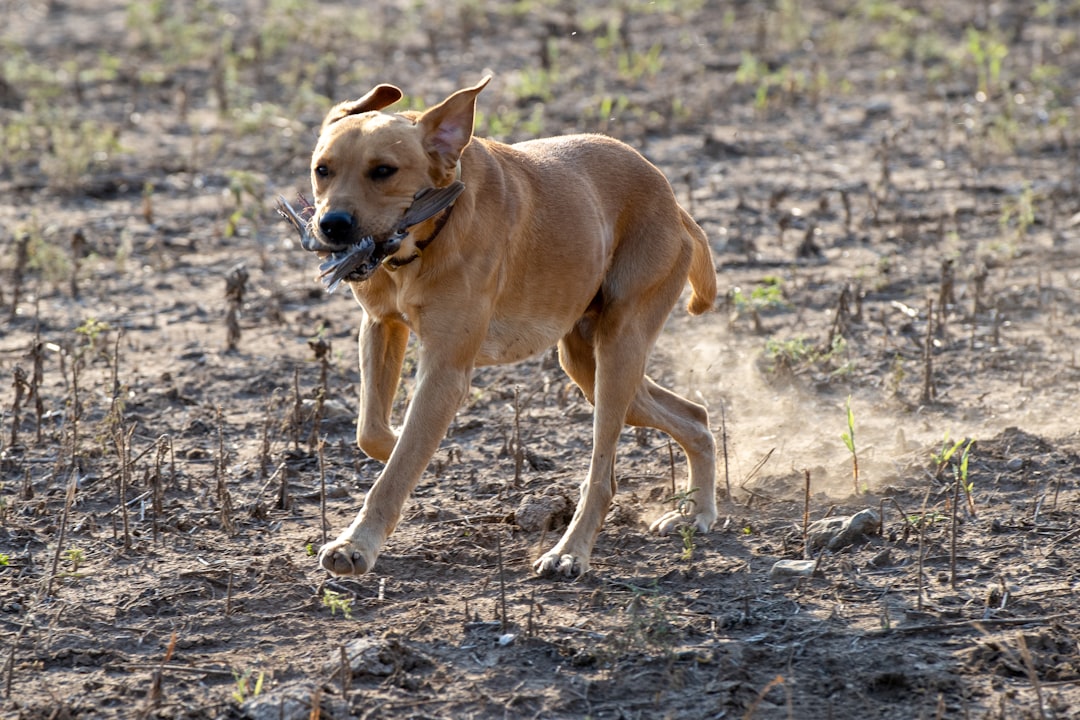 Ever hunted coyotes with your dogs? 🐕