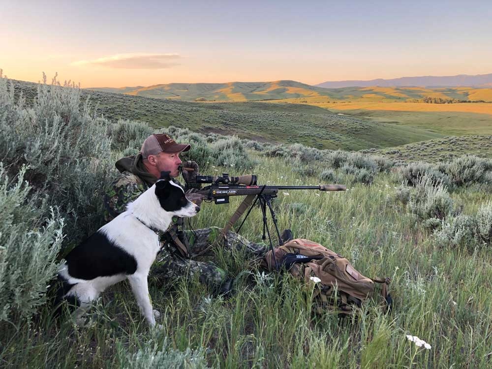 Dog hunting coyotes: what actually works