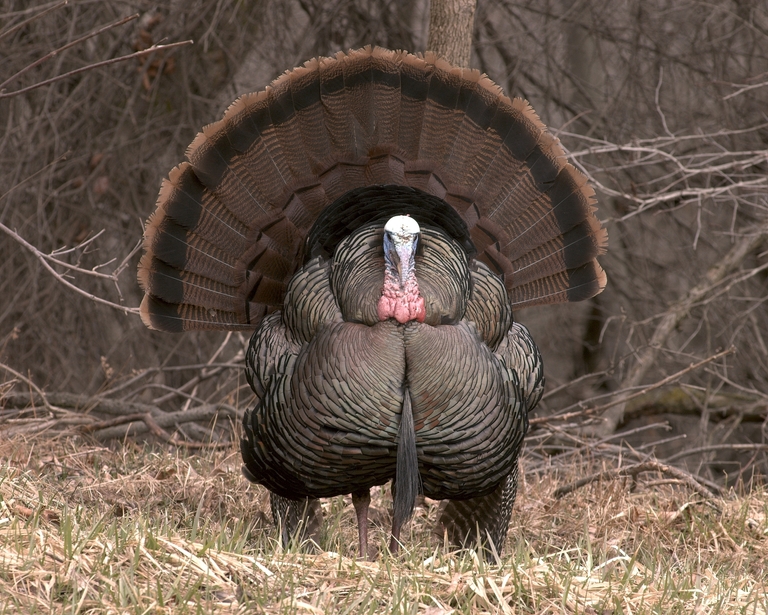 Found turkey sign that screams "hunt here" 🦃