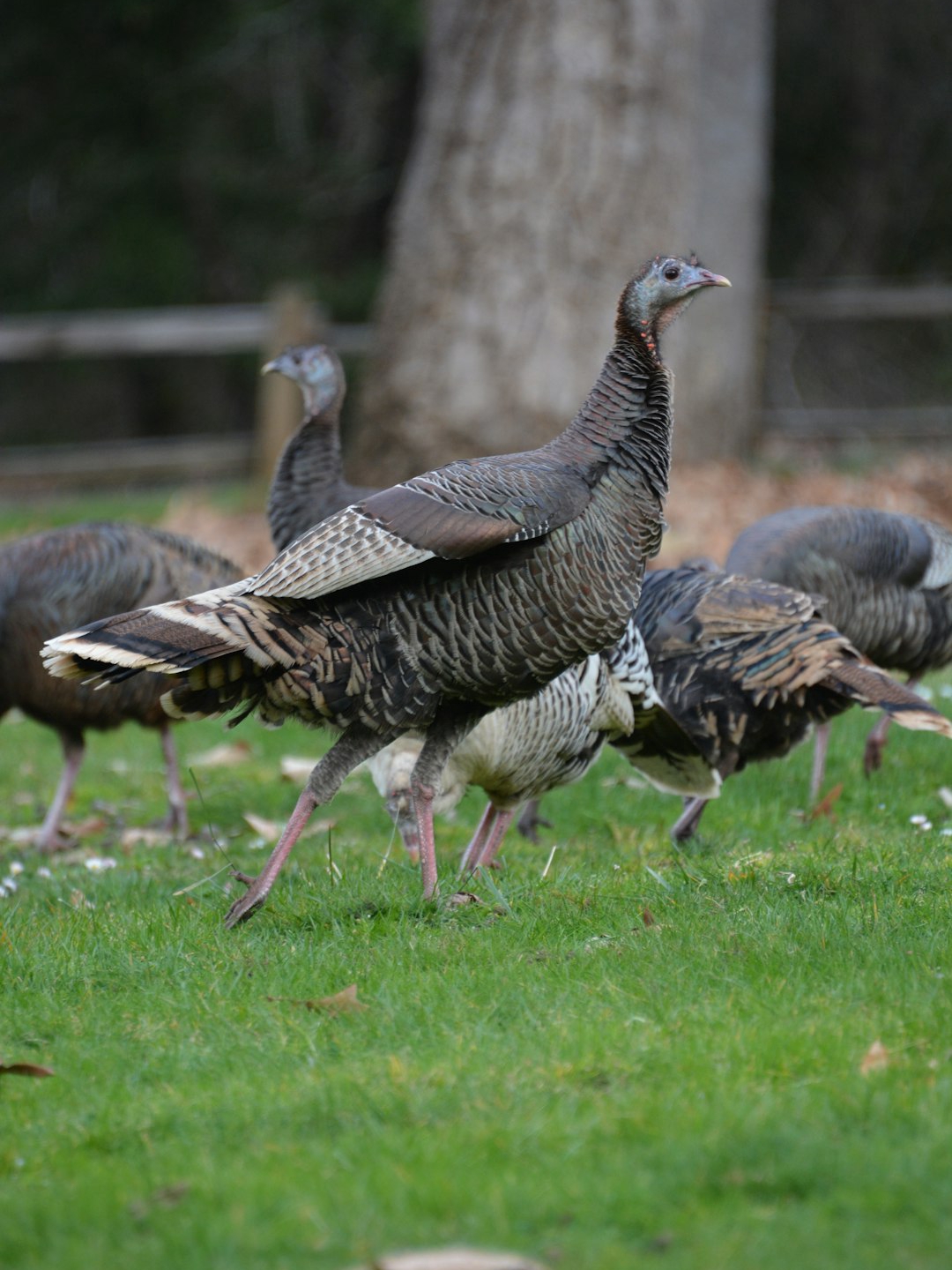 Can I hunt turkeys in summer heat? 🌡️