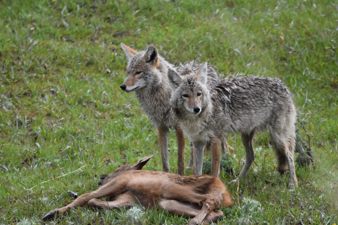 Top Sounds to Lure Coyotes Fast!
