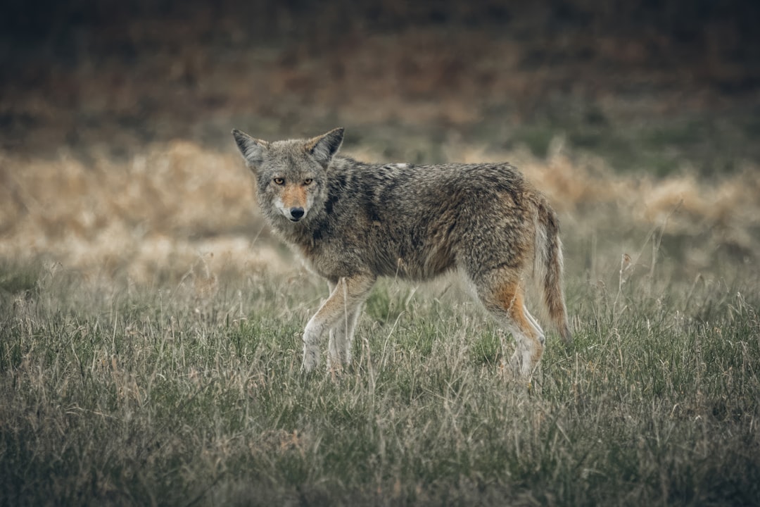Lure Coyotes Without Calls: Tips & Tricks✌️