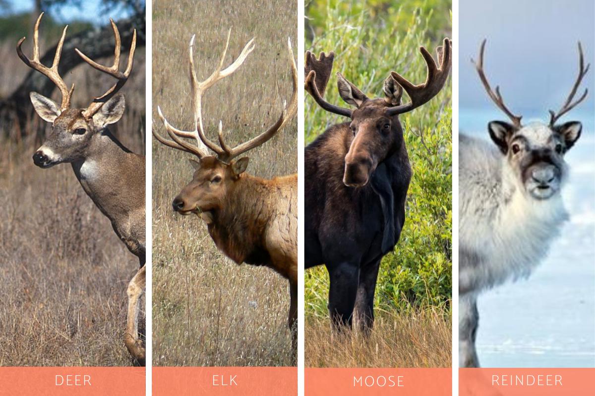 Mastered ID'ing All 4 Deer Species Finally!