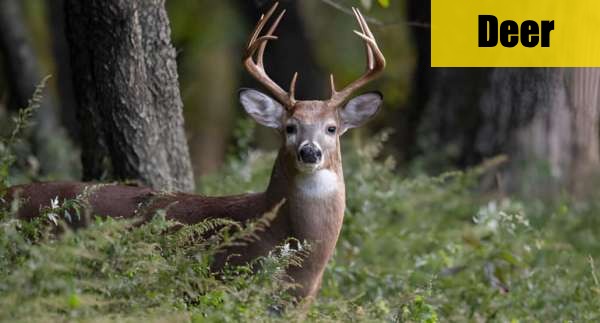 Mastered ID'ing All 4 Deer Species Finally!