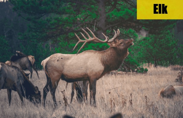Mastered ID'ing All 4 Deer Species Finally!