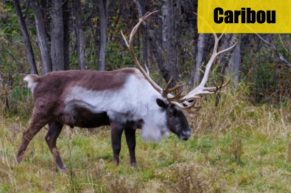 Mastered ID'ing All 4 Deer Species Finally!