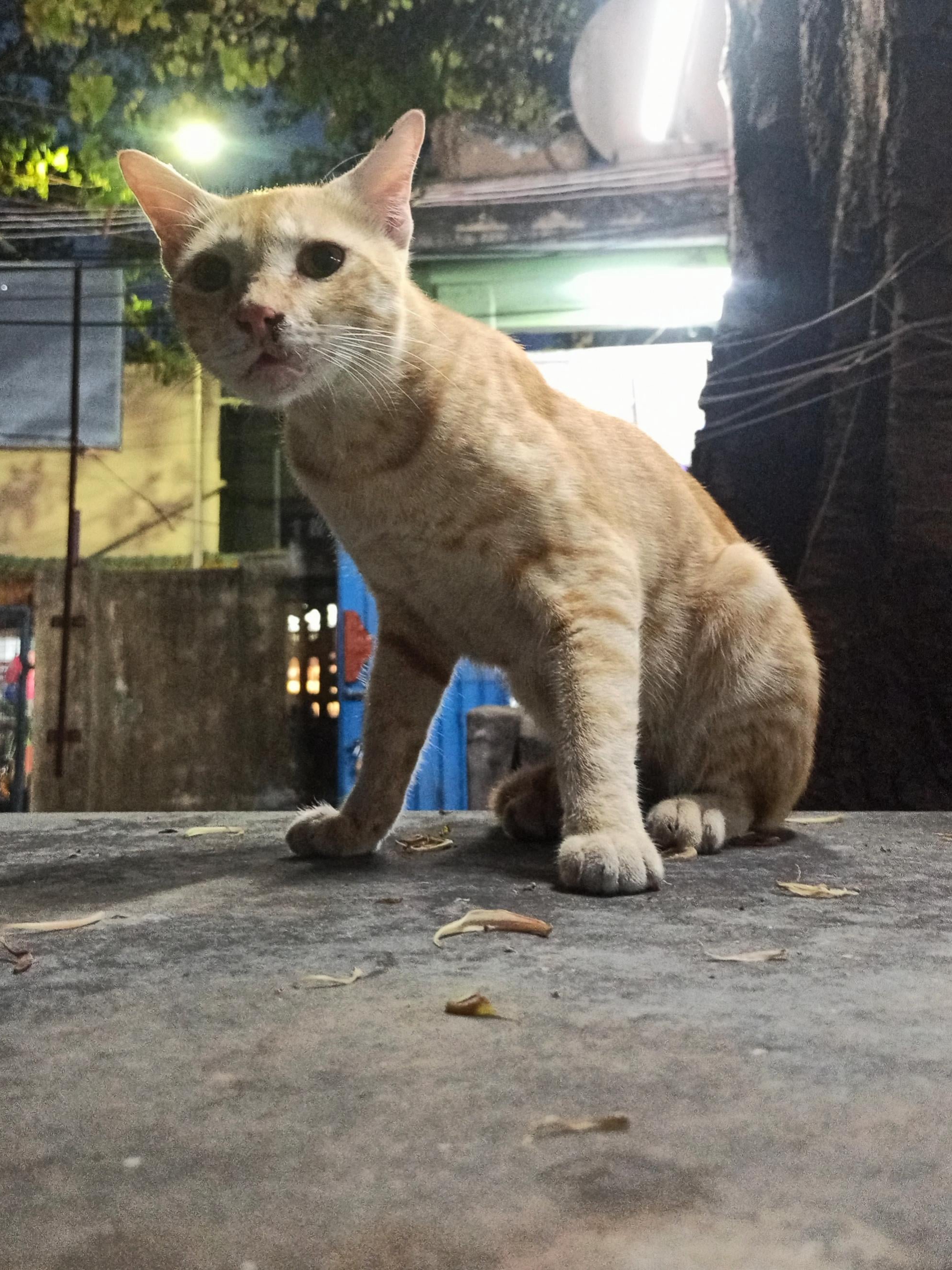 My cat thinks she's a supermodel