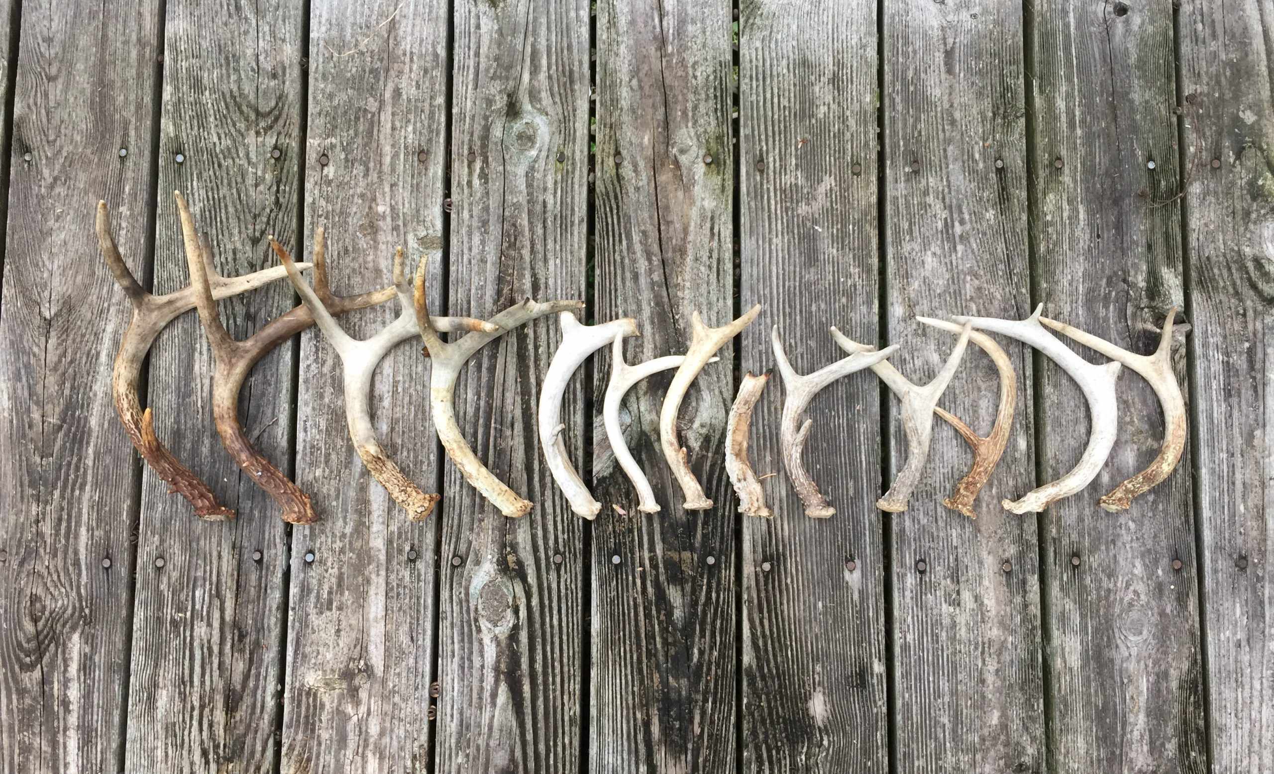 why shed hunting is so addicting?