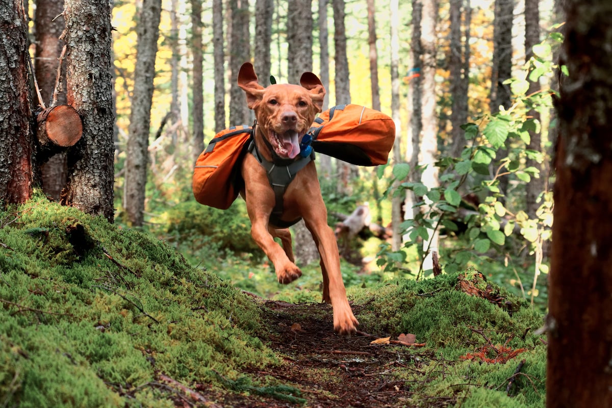 Hiking with Energetic Dogs? Here's How to Tame the Wild Ones 🐾🌲​