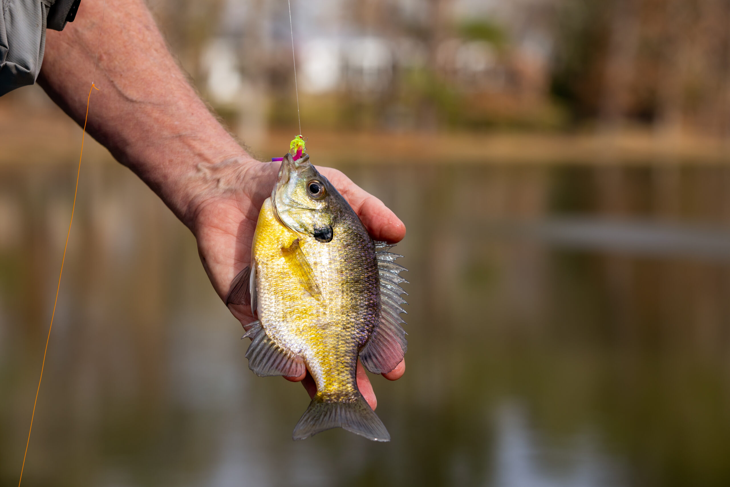 Caught a mess of bluegill yesterday✌️