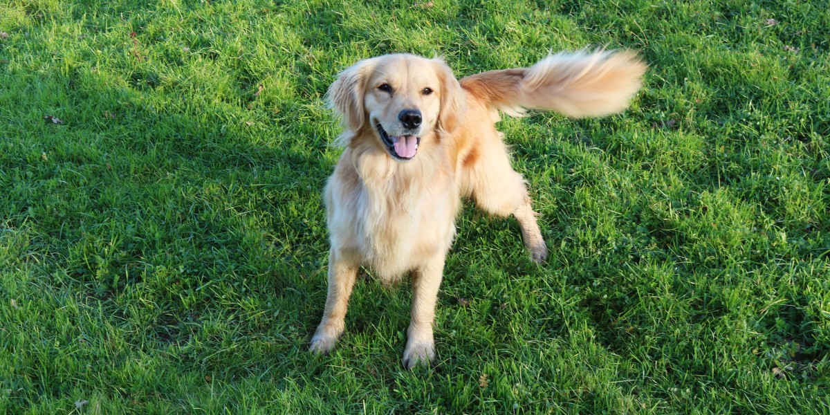 the first time she wagged her tail