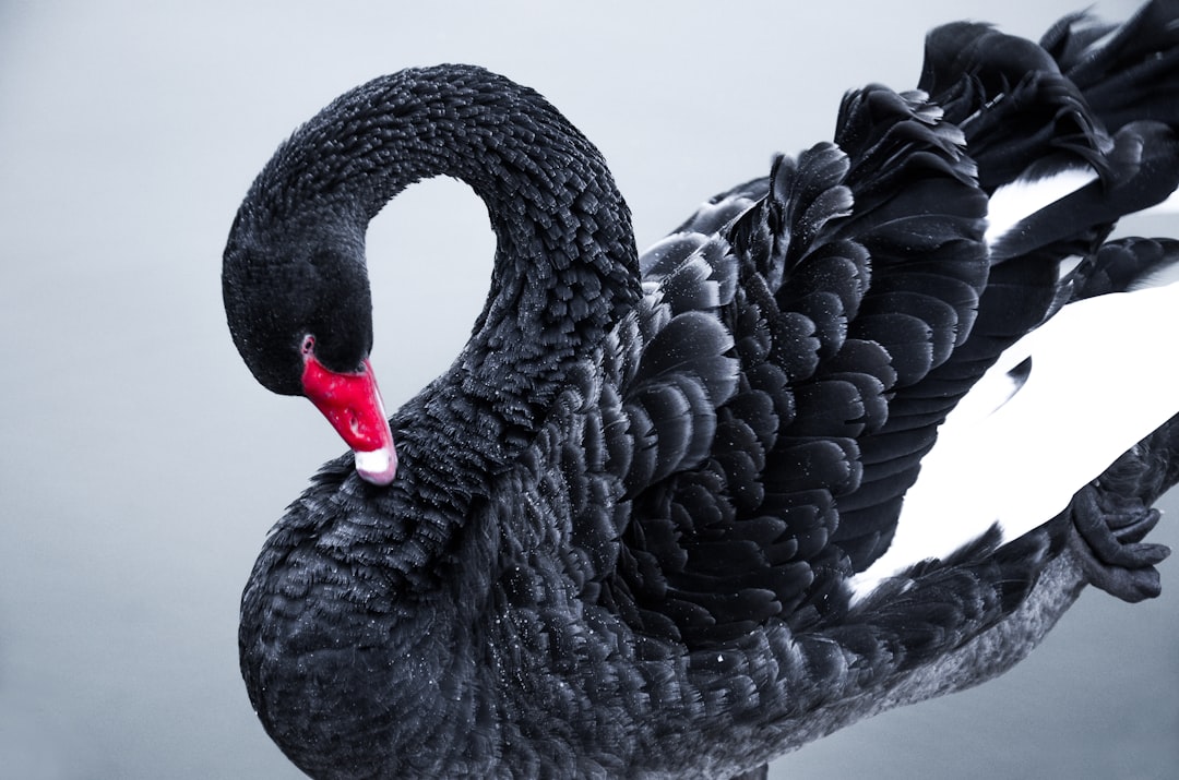 Swans, Skeletons, and Secrets: Leda’s Myth Finds New Wings in Women’s Art